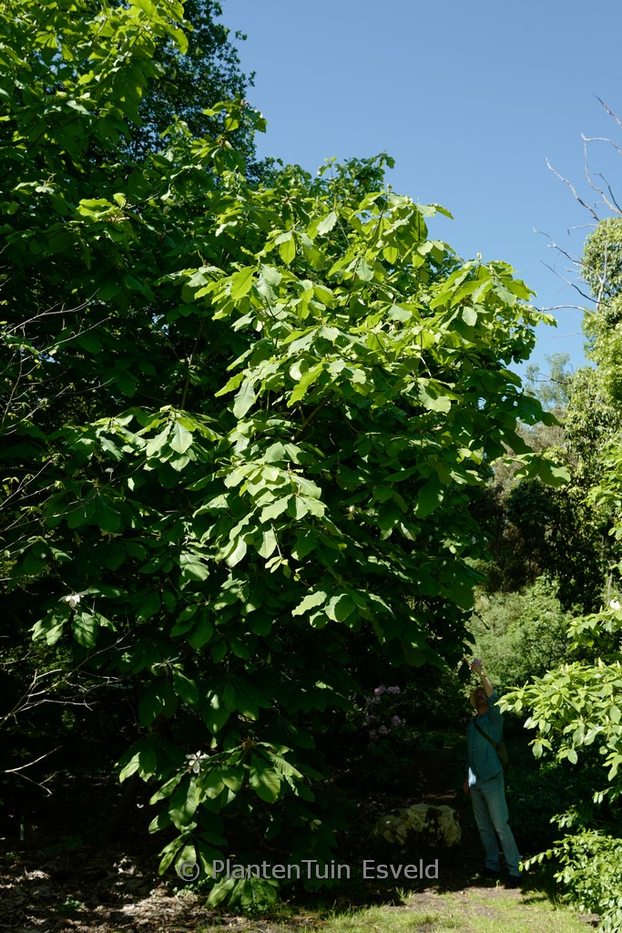 Magnolia ‚Charles Coates‘