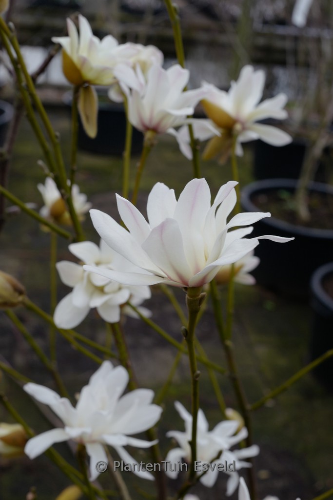 Magnolia ‚Chinatown‘