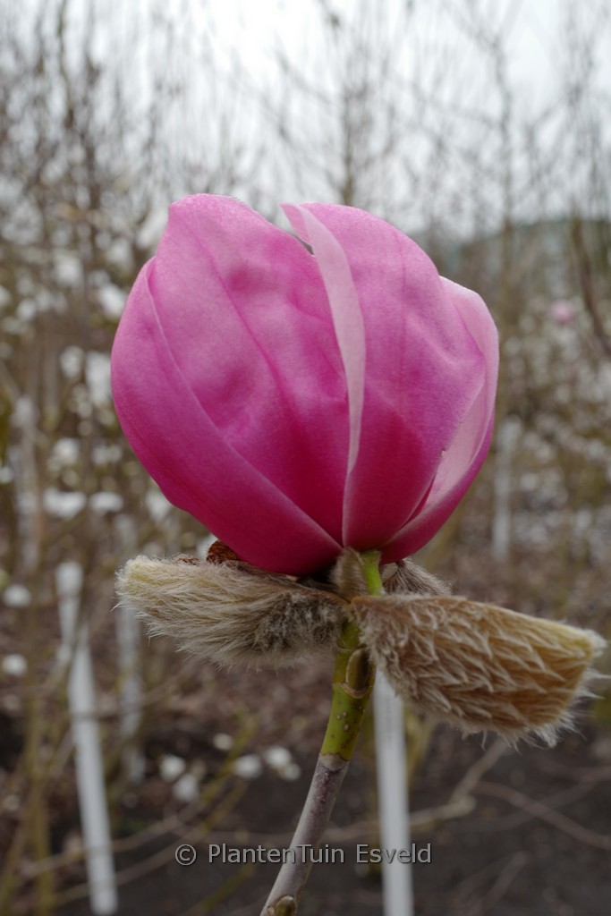 Magnolia ‚Claret Cup‘