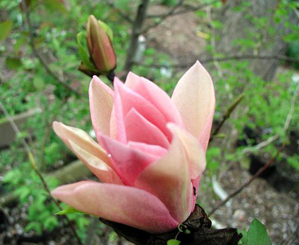 Magnolia ‚Coral Lake‘