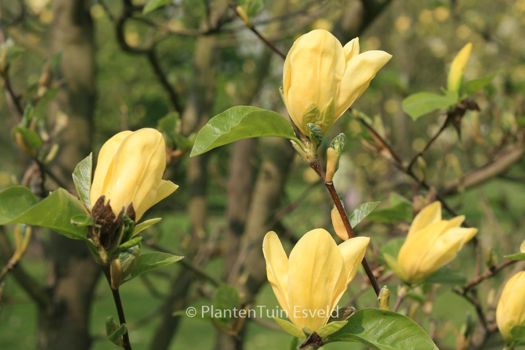 Magnolia ‚Daphne‘