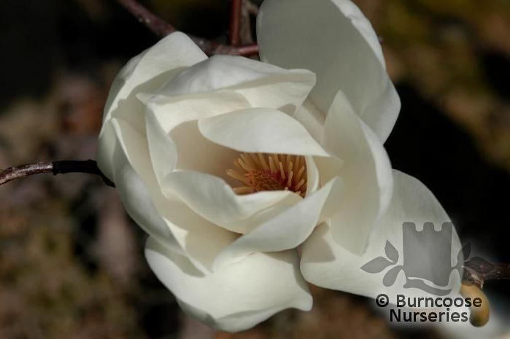 Magnolia ‚David Clulow‘