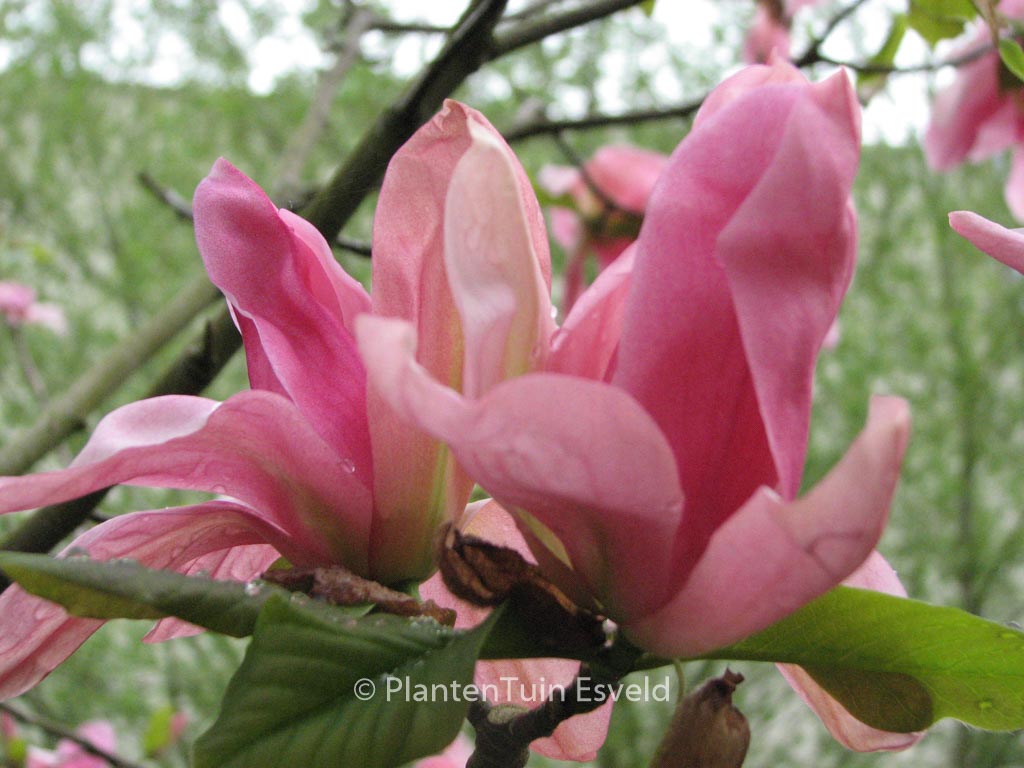 Magnolia ‚Daybreak‘