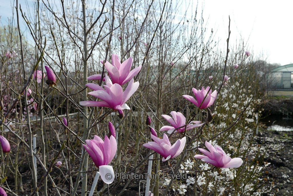 Magnolia ‚Early Rose‘