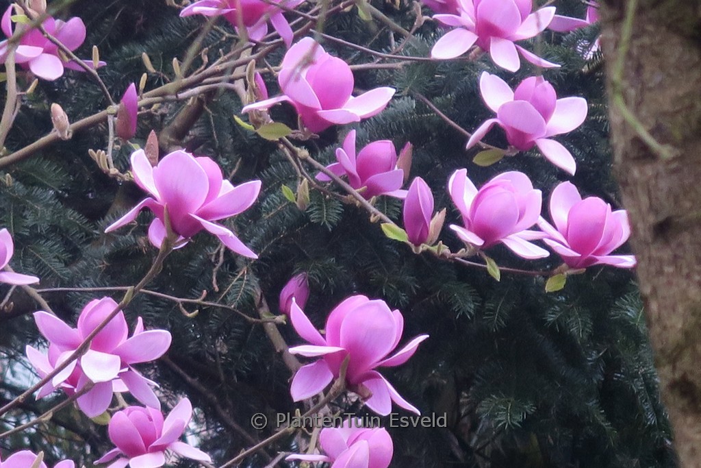 Magnolia ‚Eleanor May‘