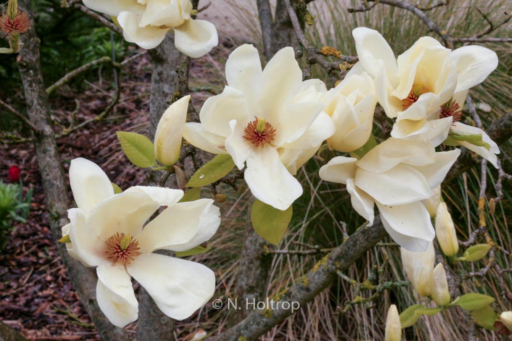Magnolia ‚Elizabeth‘