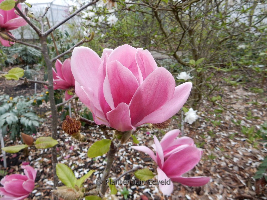 Magnolia ‚Emperor‘