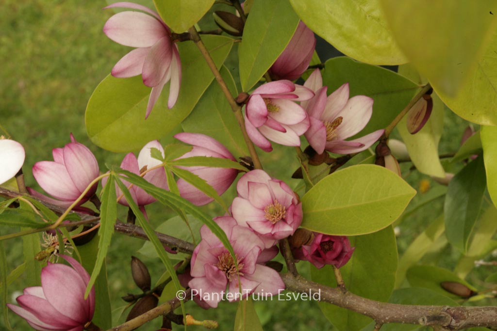 Magnolia ‚Fairy Magnolia Blush‘