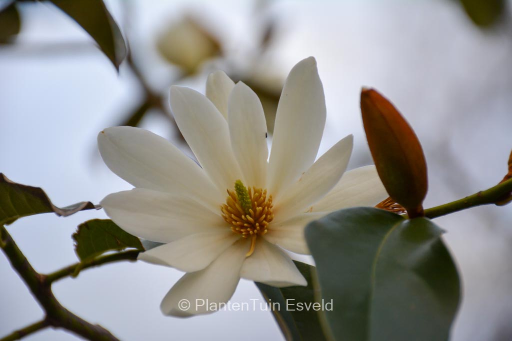 Magnolia ‚Fairy Magnolia White‘
