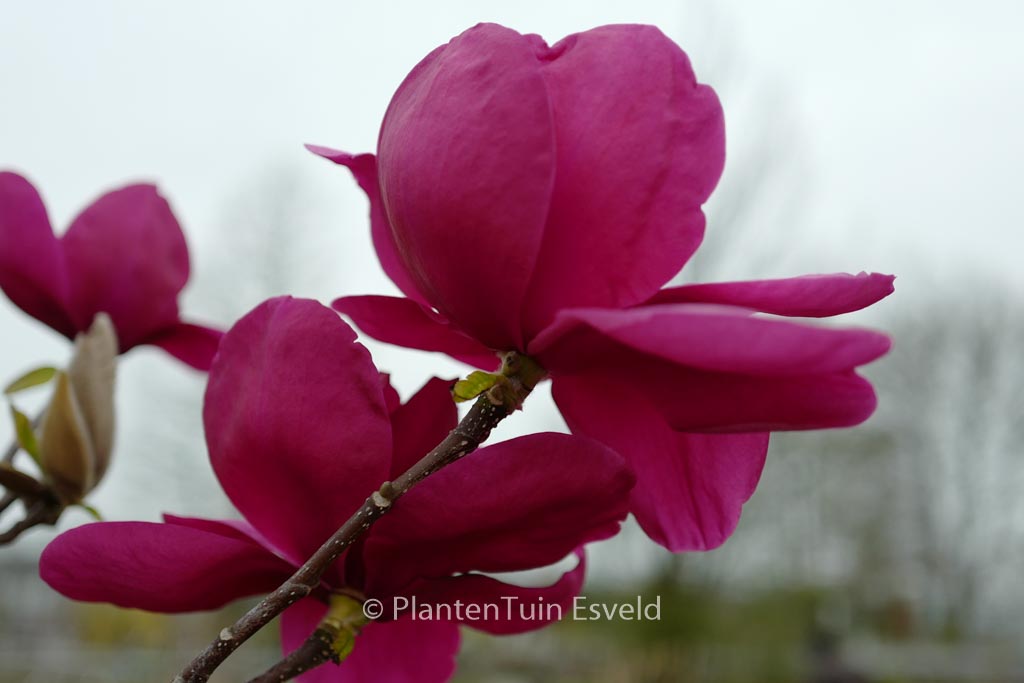 Magnolia ‚Felix Jury‘