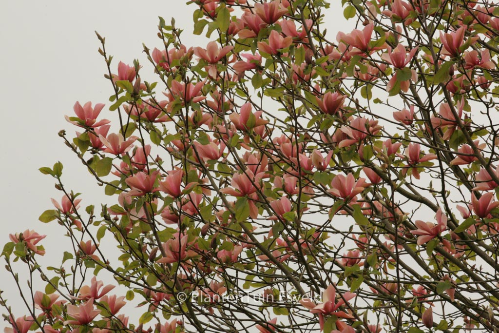 Magnolia ‚Flamingo‘