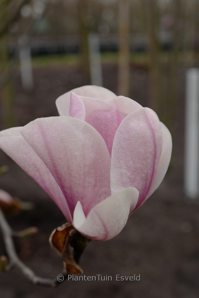 Magnolia ‚Galaxy‘ x ‚Leda‘