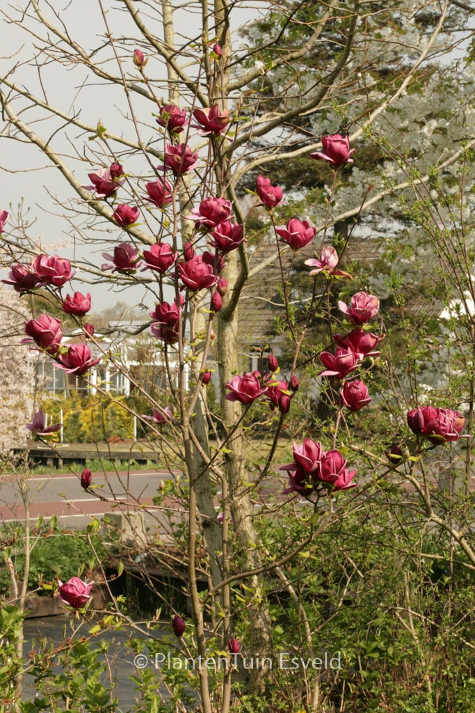Magnolia ‚Genie‘