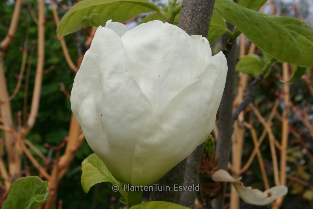 Magnolia ‚Gold Cup‘
