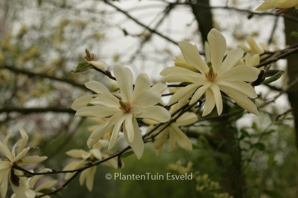 Magnolia ‚Gold Star‘