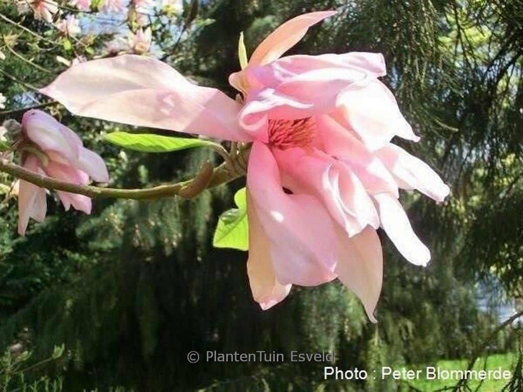Magnolia ‚Gorgeous‘