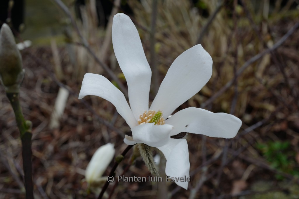 Magnolia ‚Grayswood‘