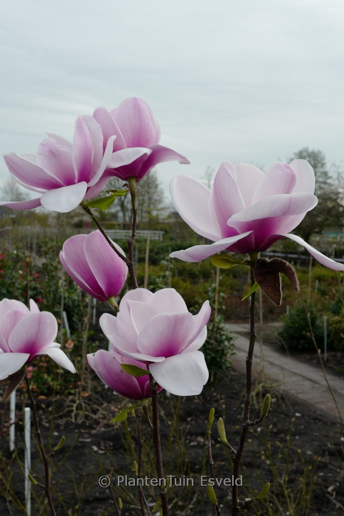 Magnolia ‚Hannah‘