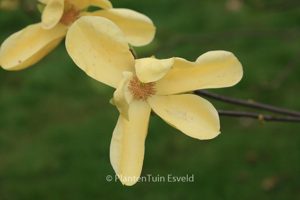 Magnolia ‚Honey Liz‘