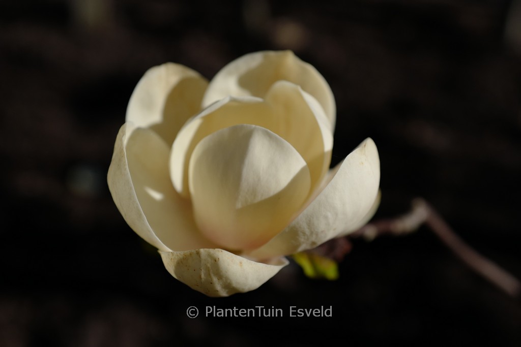 Magnolia ‚Honey Tulip‘