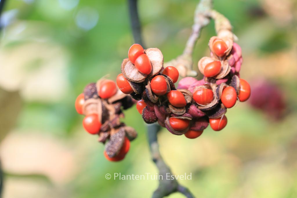 Magnolia ‚Hot Lips‘