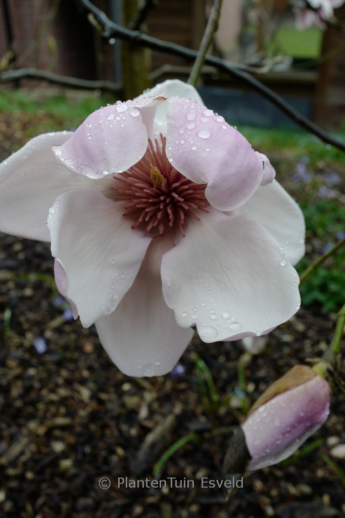 Magnolia ‚Iolanthe‘