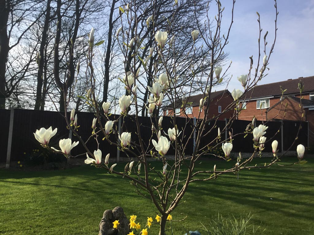 Magnolia ‚Jade Lamp‘