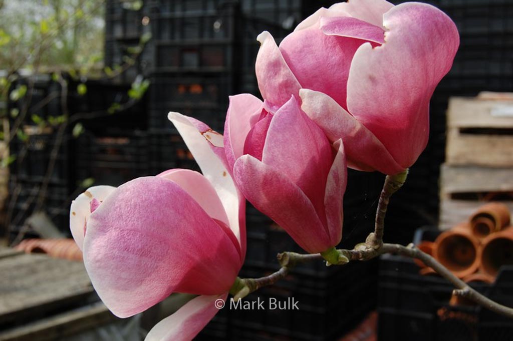 Magnolia ‚Joe McDaniel‘