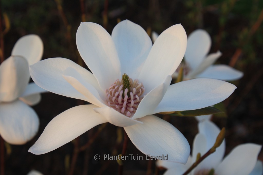Magnolia ‚Joli Pompon‘