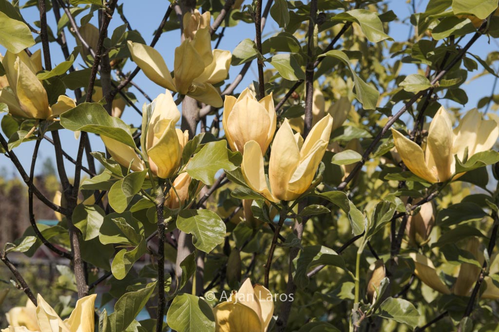 Magnolia ‚Judy Zuk‘