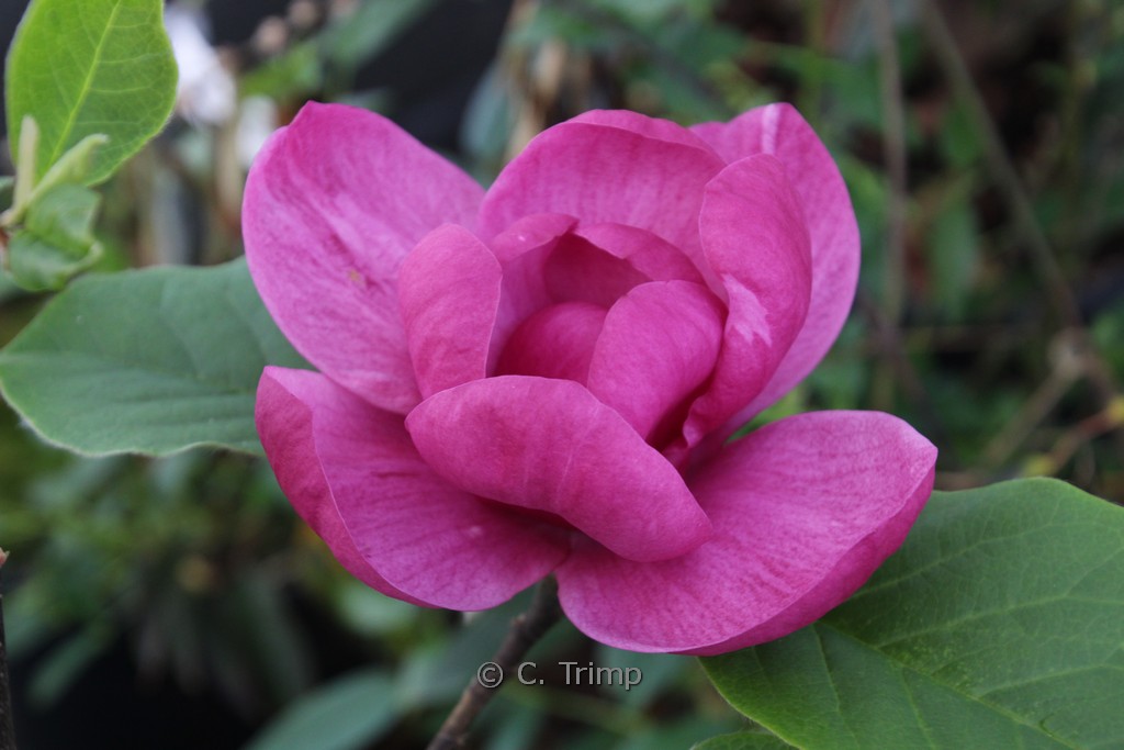 Magnolia ‚Jurmagl‘ (BLACK TULIP)