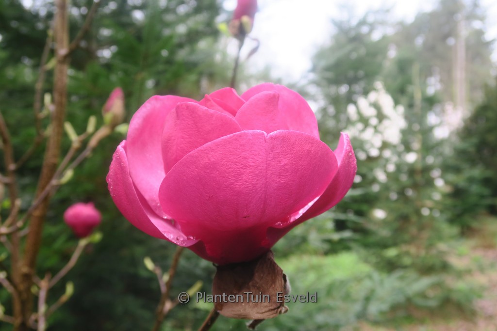 Magnolia ‚Katja Landler‘