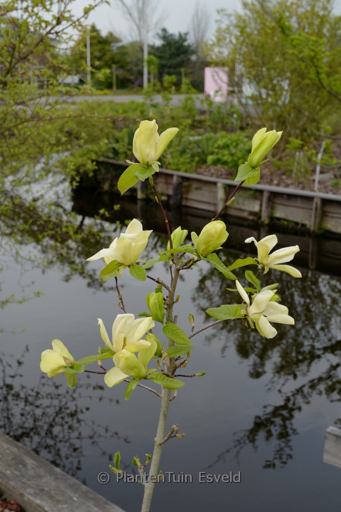 Magnolia ‚Lemon Star‘