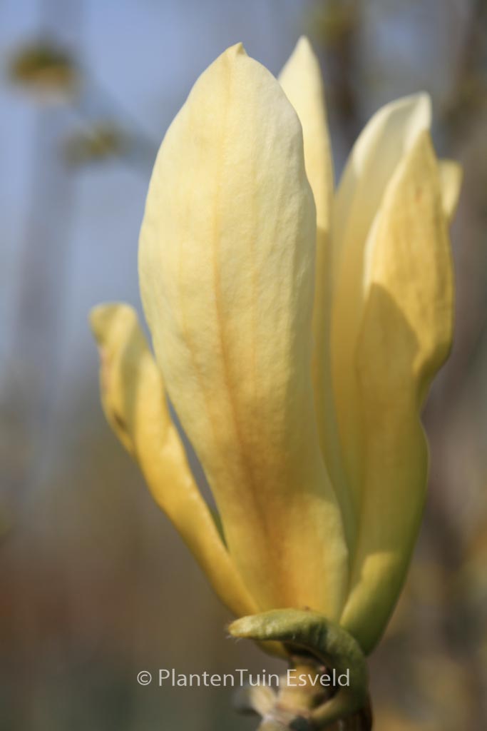 Magnolia ‚Limelight‘