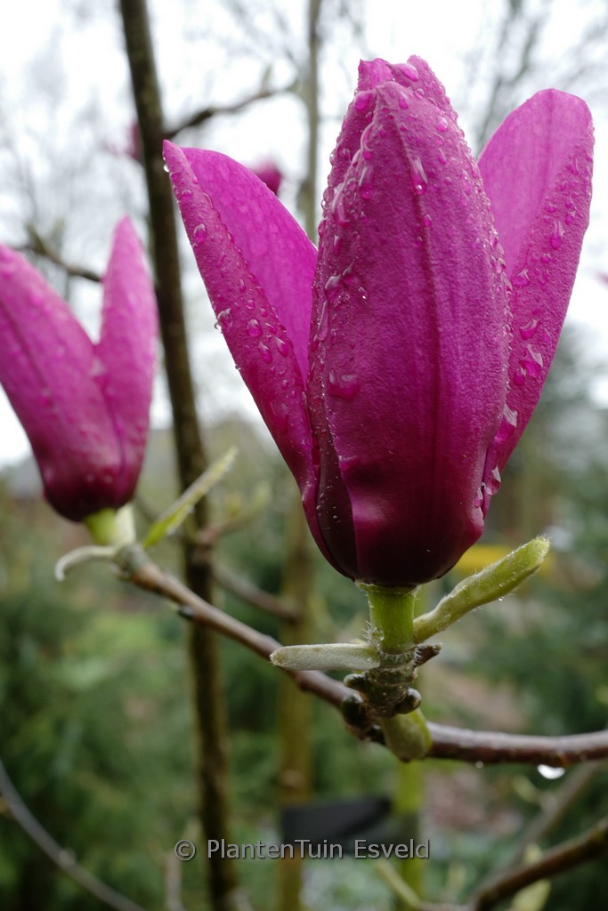 Magnolia ‚Livingstone‘