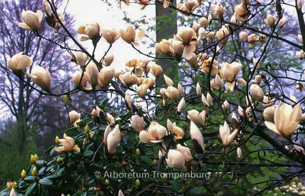 Magnolia ‚Manchu Fan‘