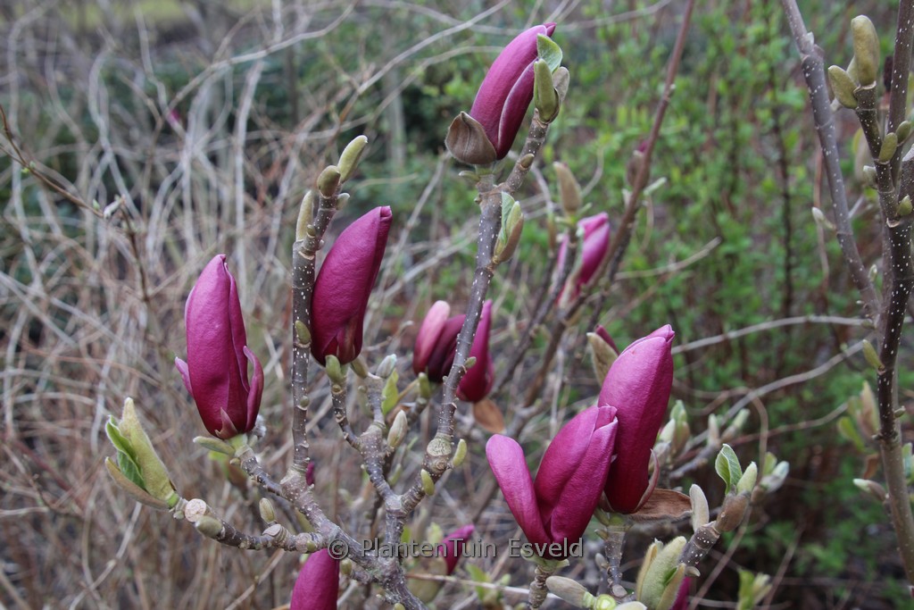 Magnolia ‚March Till Frost‘