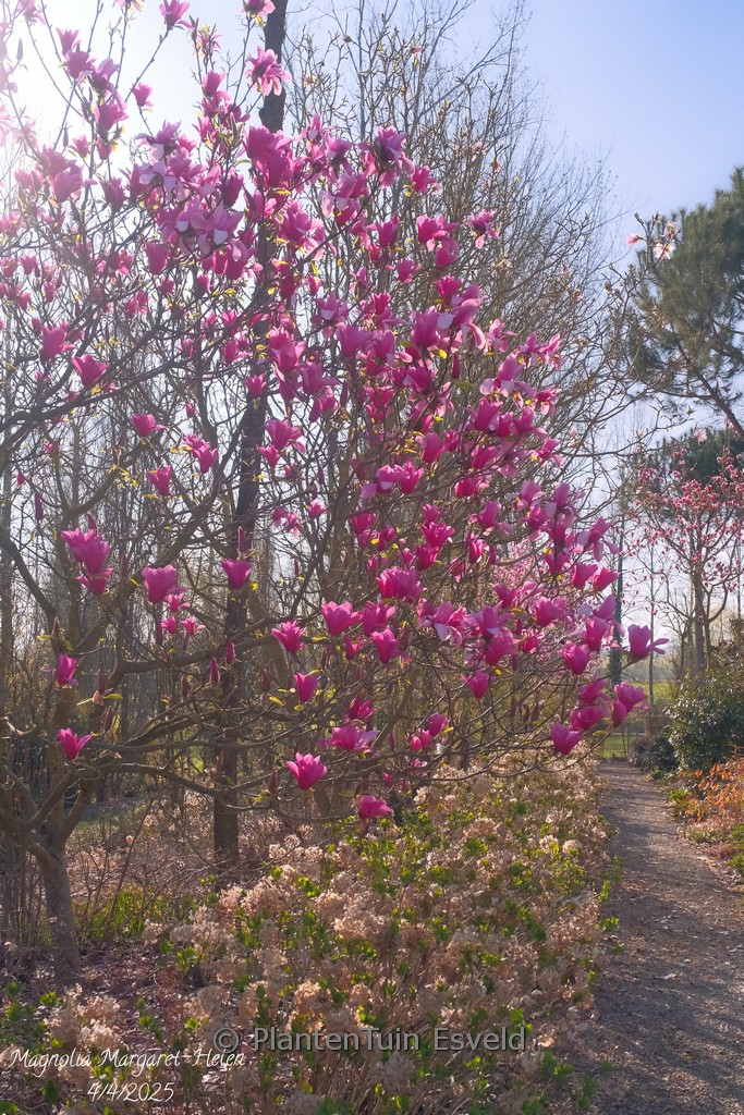 Magnolia ‚Margaret Helen‘