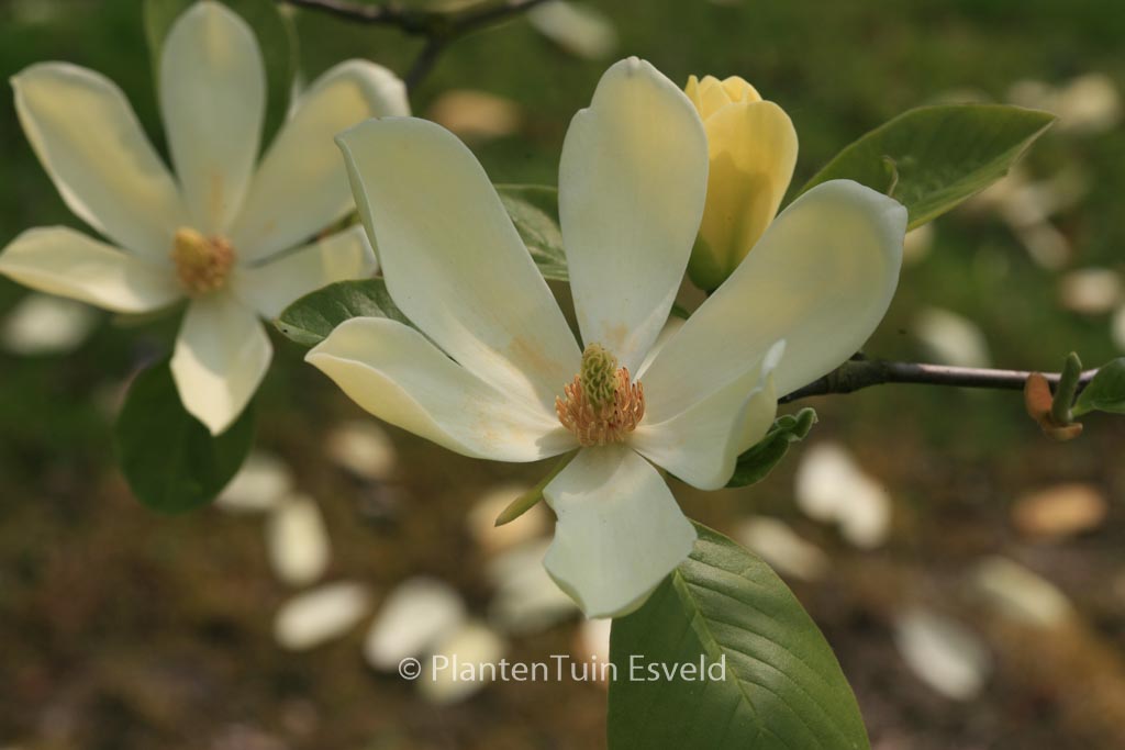 Magnolia ‚Maxine Merrill‘