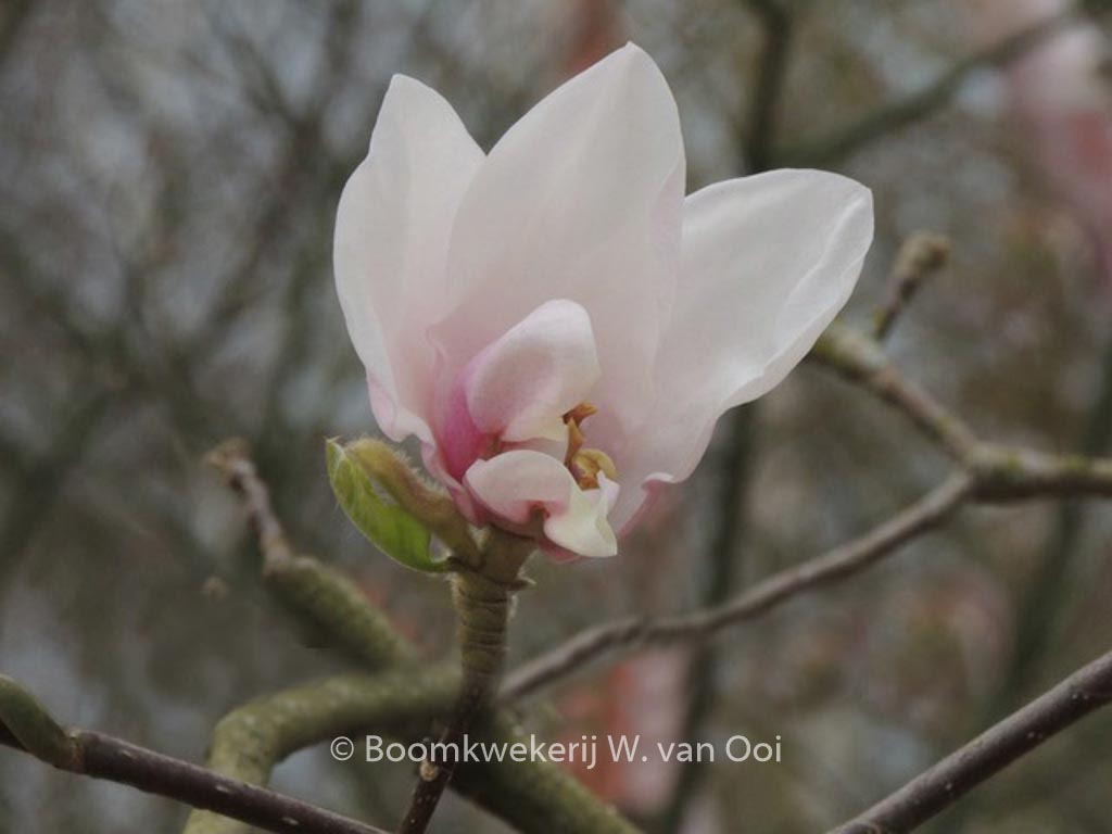 Magnolia ‚Milky Way‘