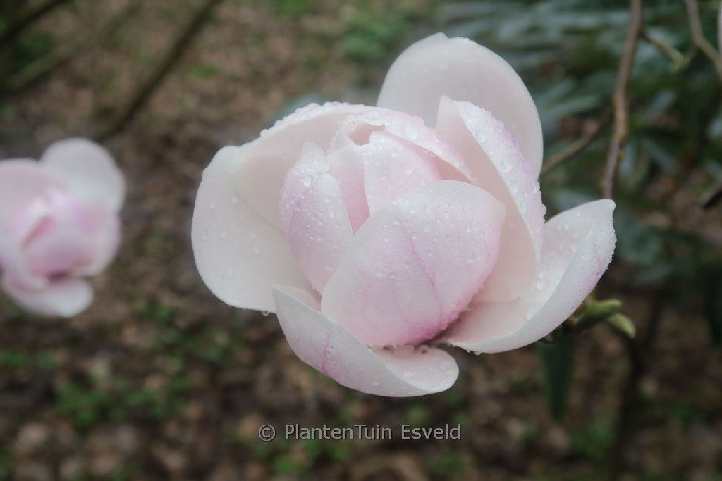 Magnolia ‚Miranja‘