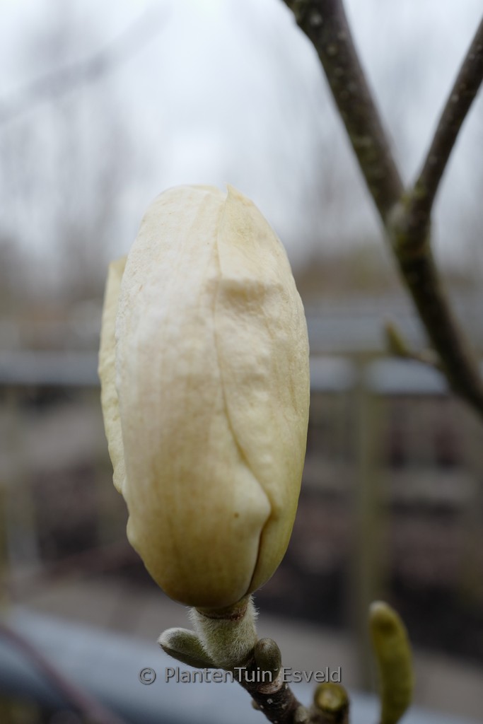 Magnolia ‚Moon Dance‘