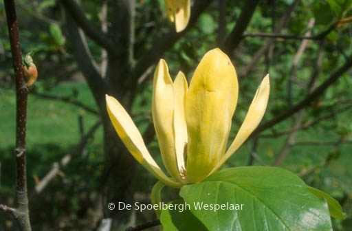 Magnolia ‚Olivia‘