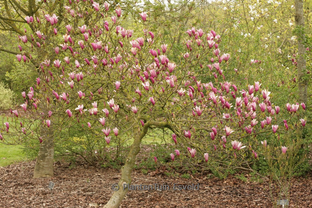 Magnolia ‚Orchid‘