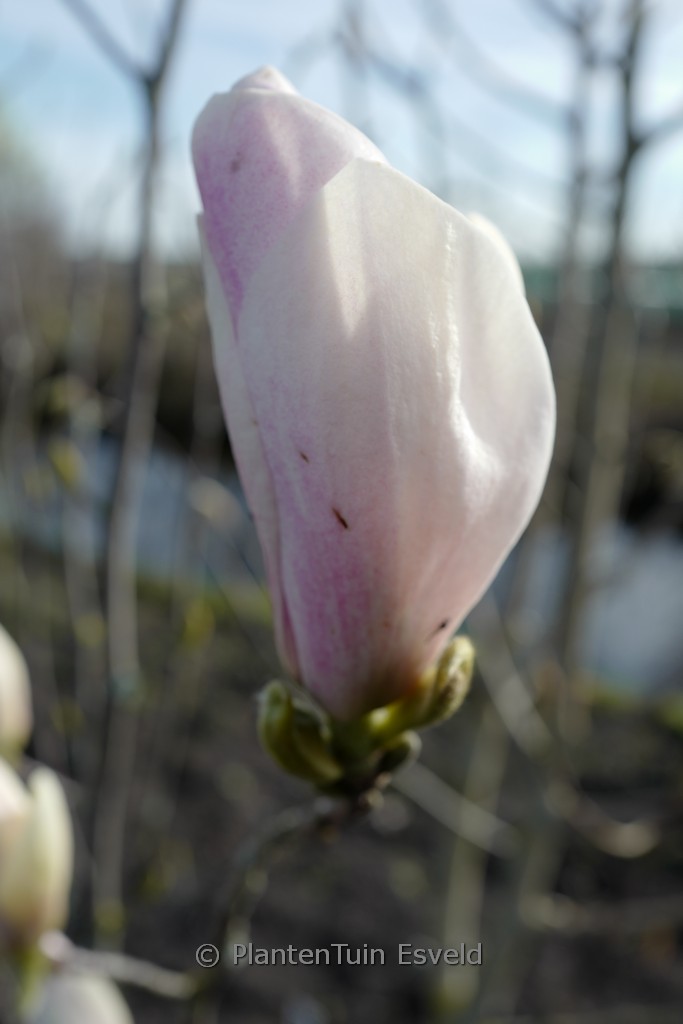 Magnolia ‚Peppermint Ice‘