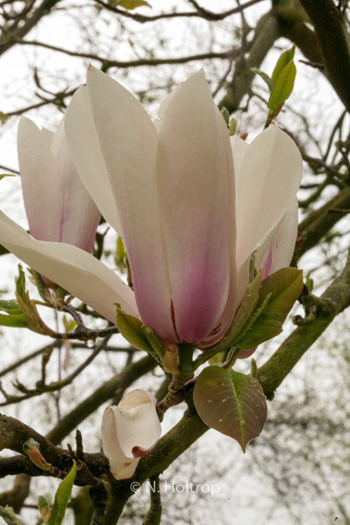 Magnolia ‚Peppermint Stick‘