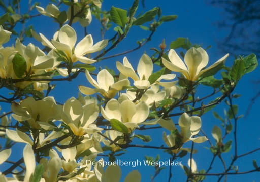 Magnolia ‚Petit Chicon‘