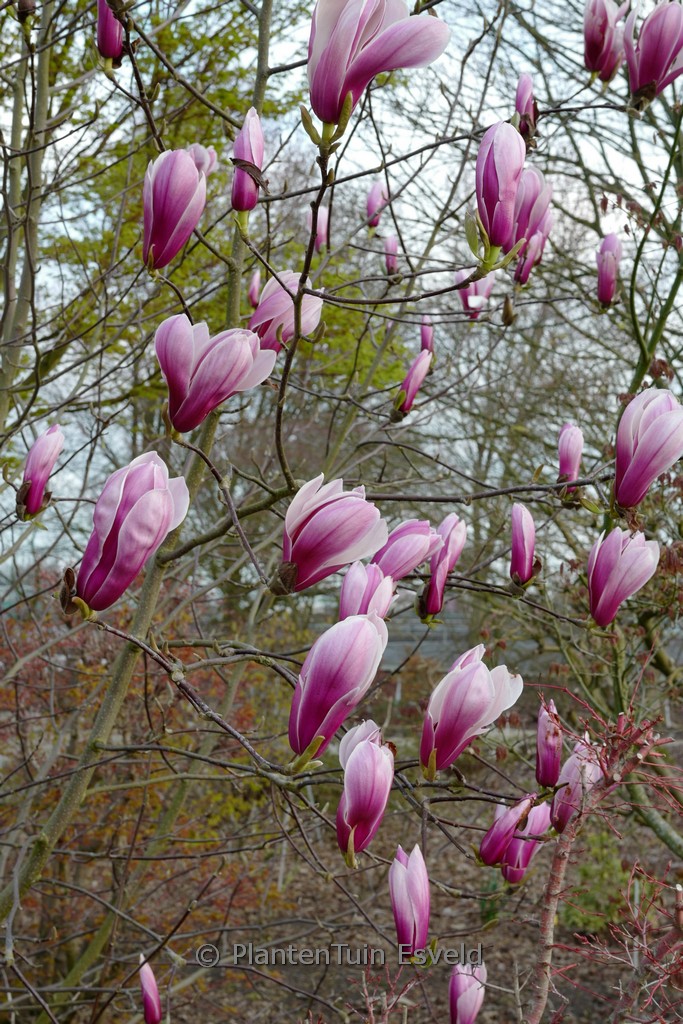 Magnolia ‚Pickard’s Schmetterling‘