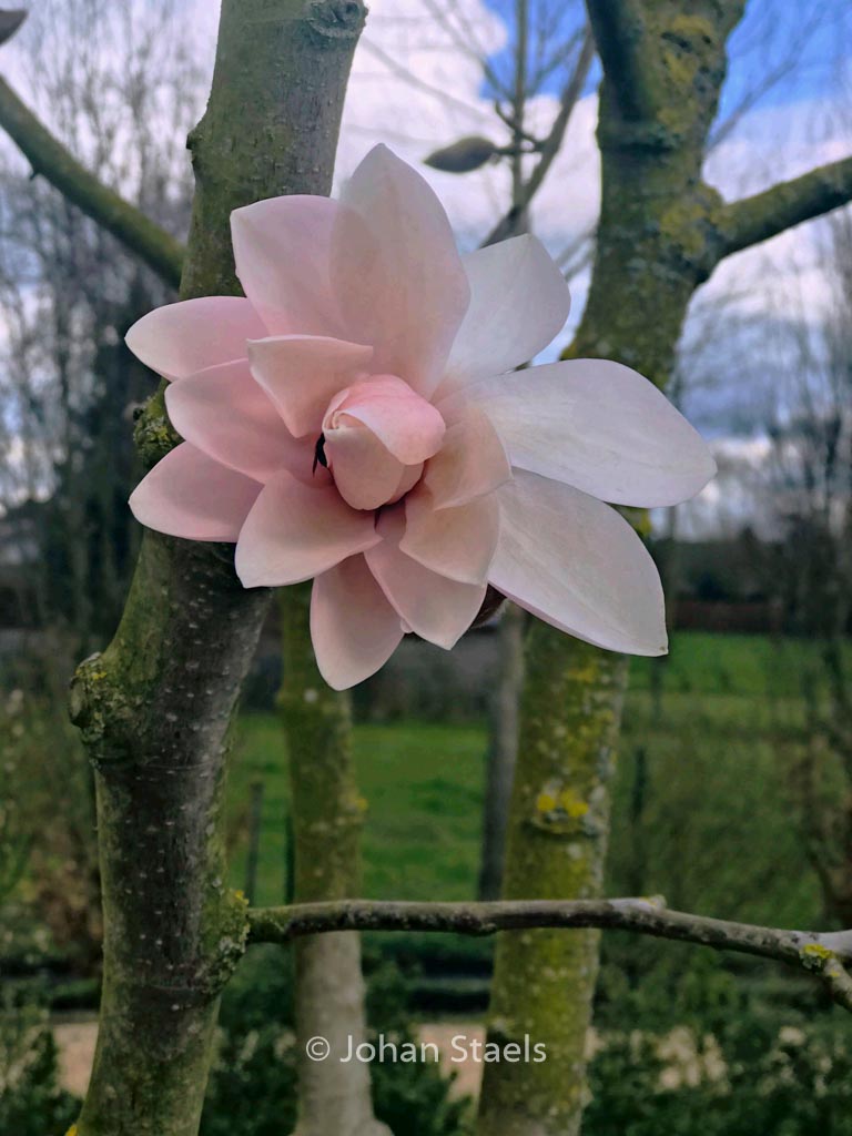 Magnolia ‚Pink Beauty‘