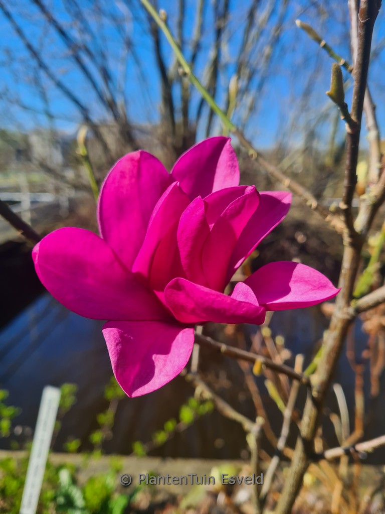 Magnolia ‚Pink Pyramid‘
